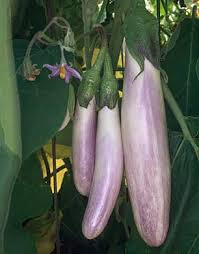 Aubergine Bride